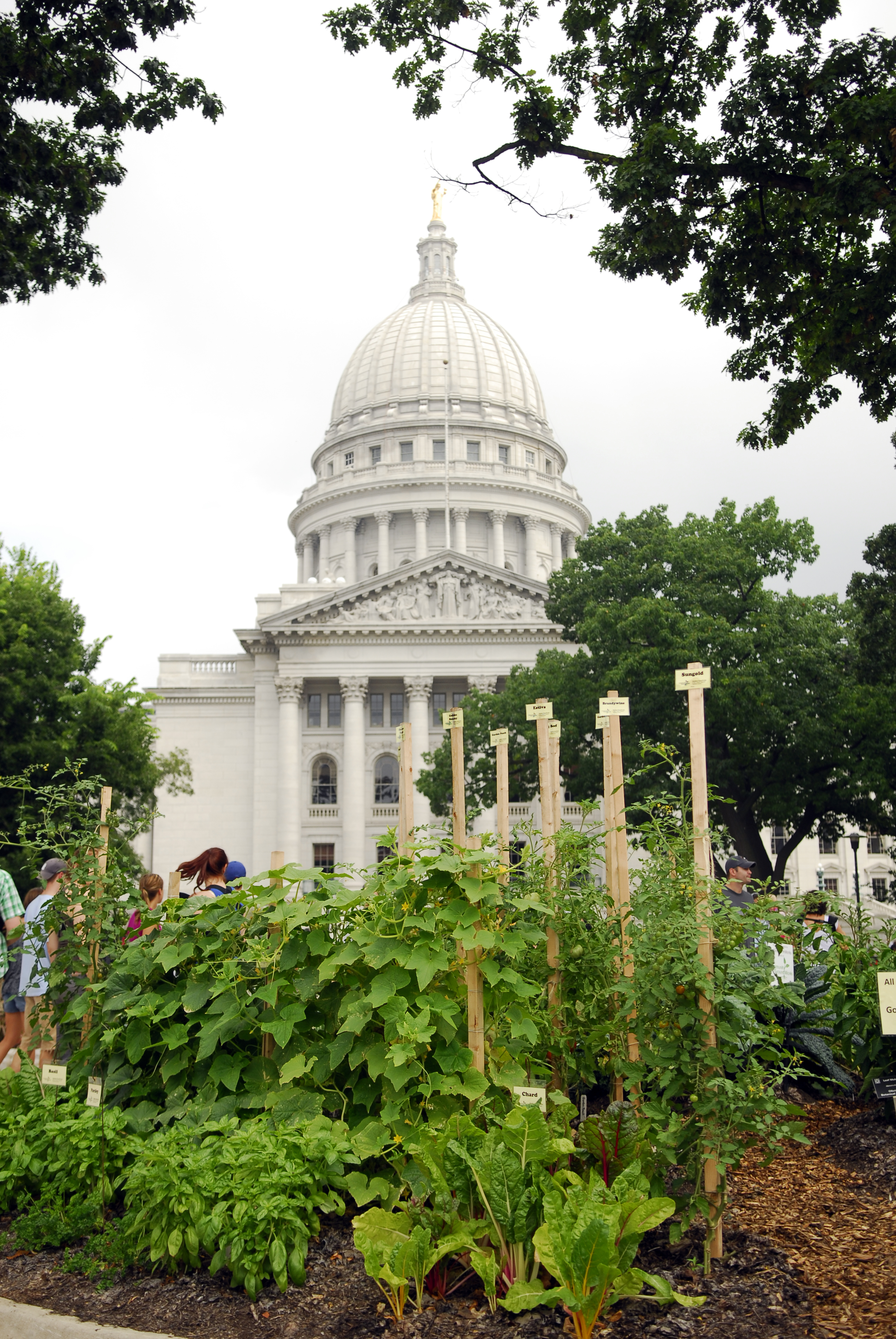 A lush vegetable garden grows in front of the Wisconsin state capitol building.
