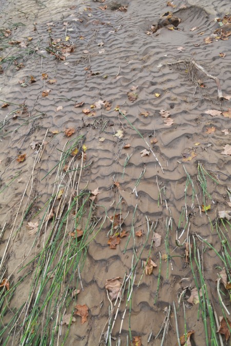 Grass was laid flat and mud in the shapes of waves are all that are left in some valleys after the flood.