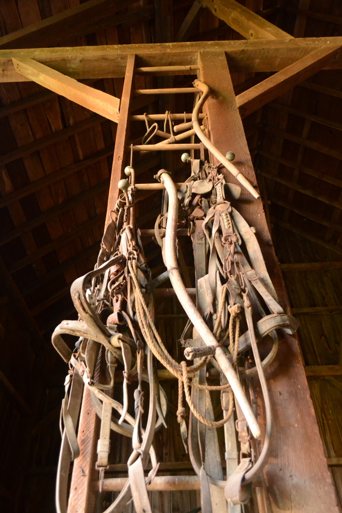 Horse tack and hand tools once used by Carl and Herman now hang on the mow ladder, awaiting who knows what.