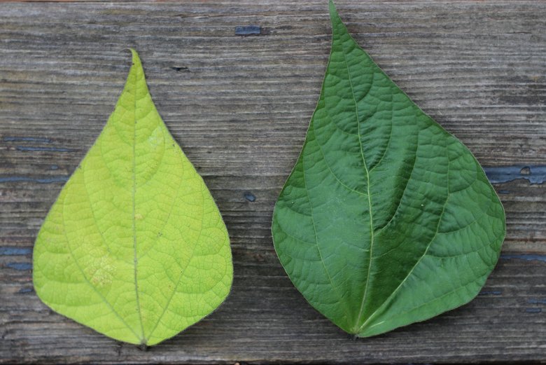 Two bean leaves from Megan's garden. The one of the right is a healthy, deep green color, and the one of the left us an unhealthy yellowish color.