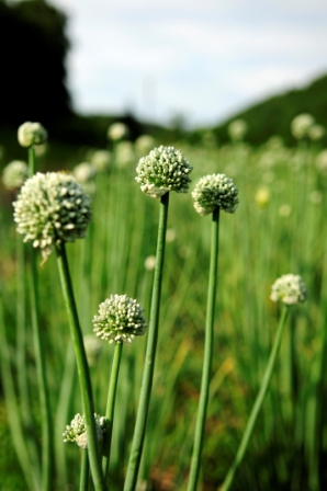 Field of onions at Driftless Organics Farm