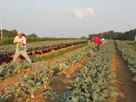 Ridgeland Harvest harvest. Photo courtesy of the Viroqua Food Co-op.