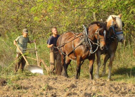 Learning how to use horses in farming.