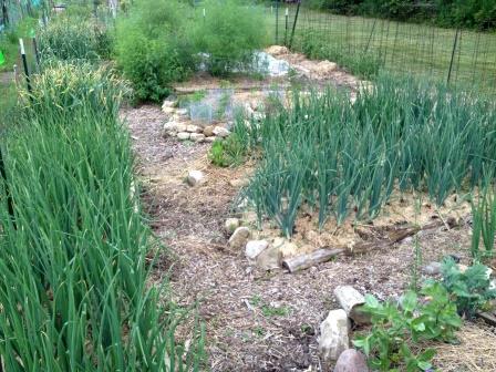 Garlic and onions are low maintenance crops, and heavily mulched paths keep the weeds under control.