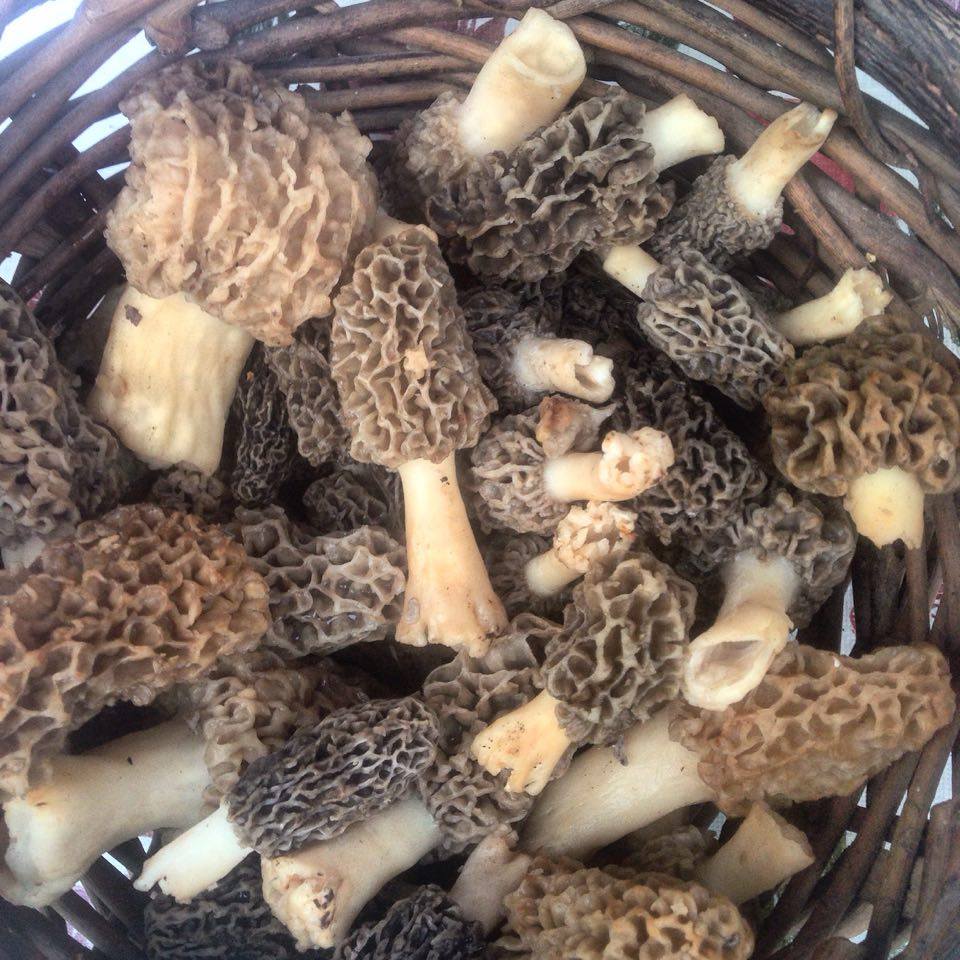 Morels from Singing Fawn Gardens