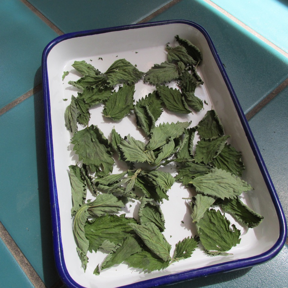 Drying nettle leaves on a tray.