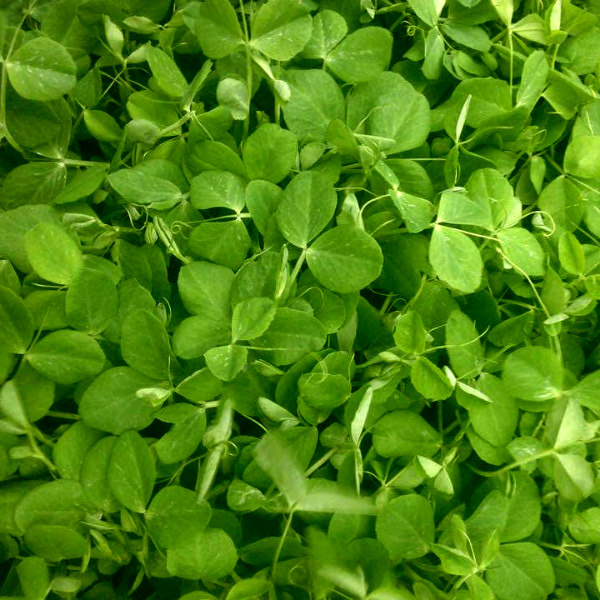 Pea Shoots from Knapp's Fresh Veggies