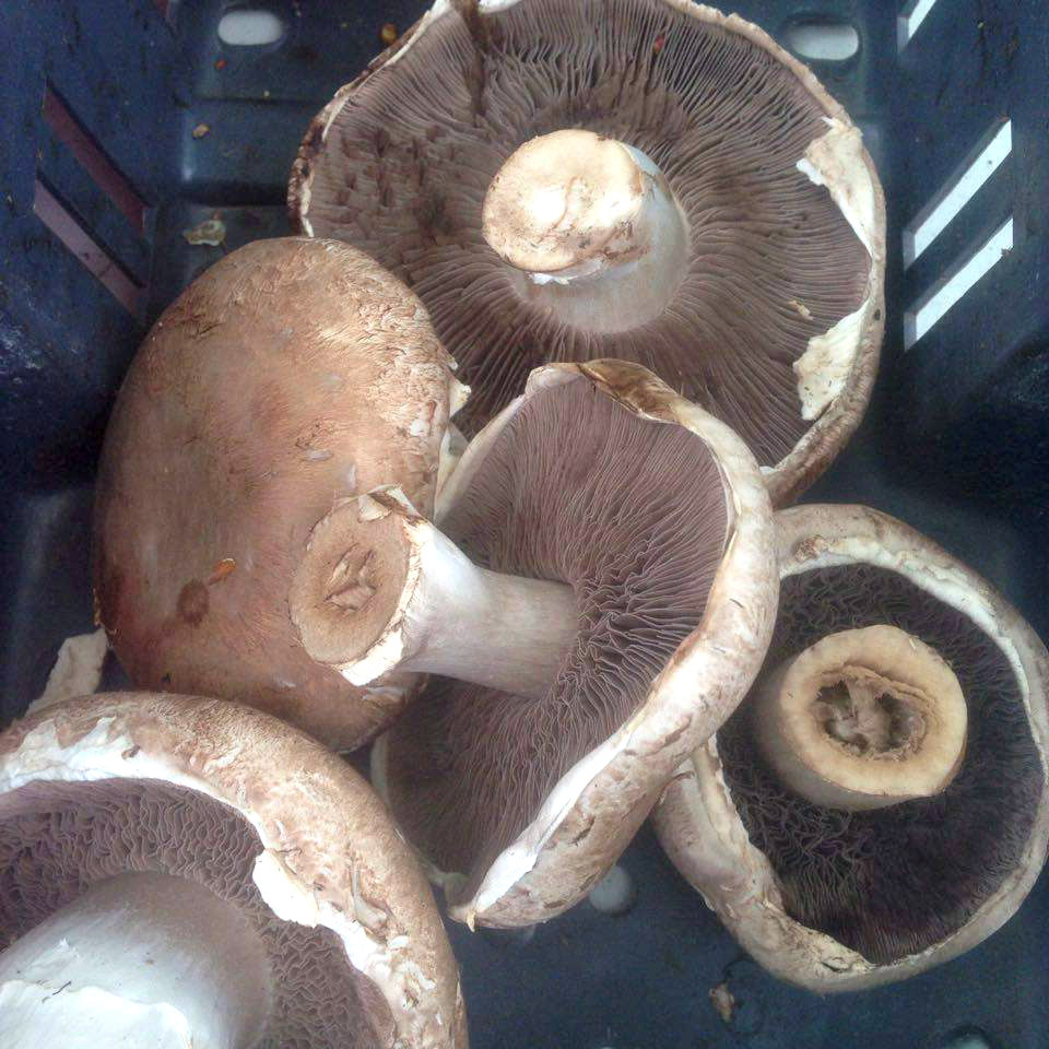 Portobello Mushrooms from Palm's Mushroom Cellar