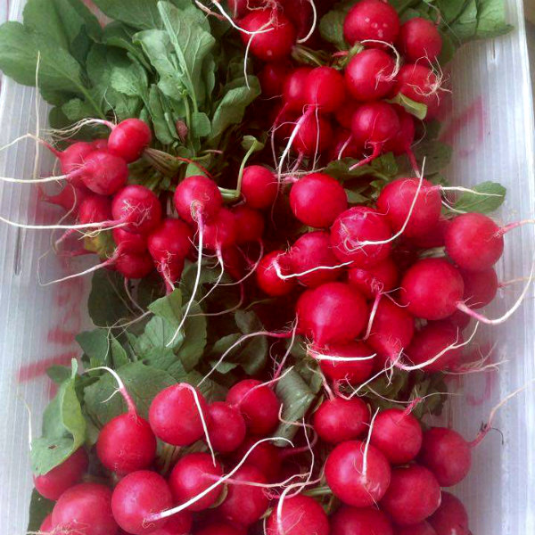 Radishes at the Dane County Farmers Market