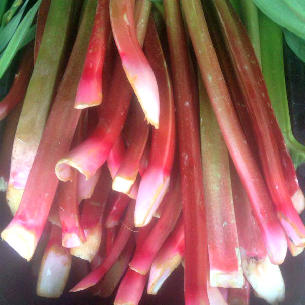 Rhubarb at the Dane County Farmers Market