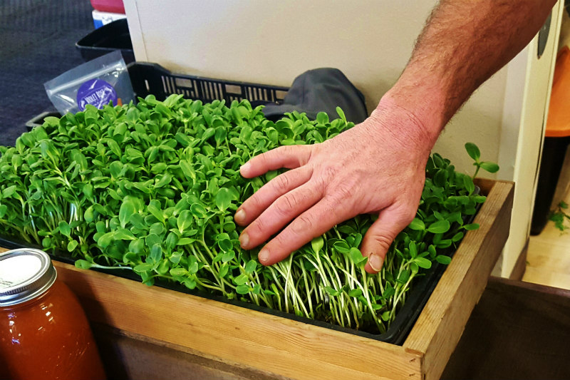 Scott Williams of Garden To Be showing off his sunflower shoots.