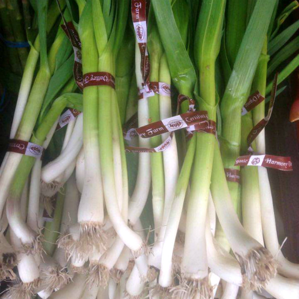 Spring Onions from Harmony Valley Farm