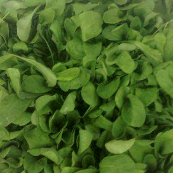 Arugula from Snug Haven Farm
