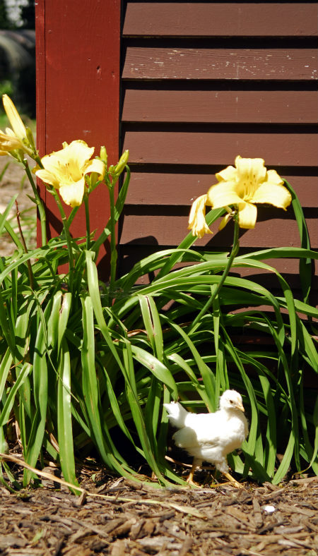 A baby chick with white feathers stands beneath the green foliage of yellow lilies planted against a red building.