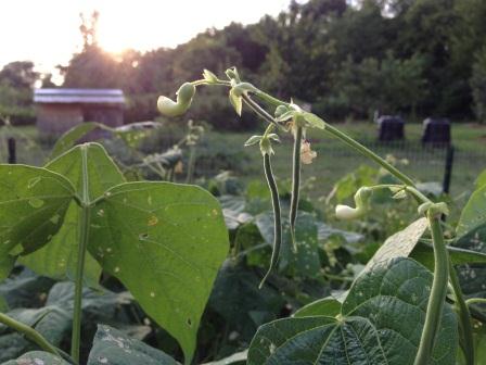 Happy, weed-free beans enjoying the sunset.