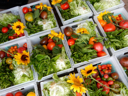 A beautiful summer CSA box at Roots & Shoots Farm.