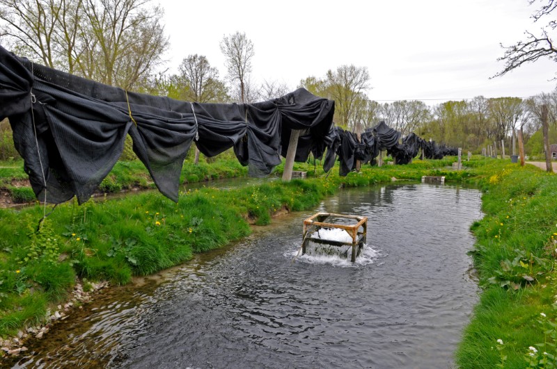 One of 56 trout pools at Rushing Waters Fisheries.