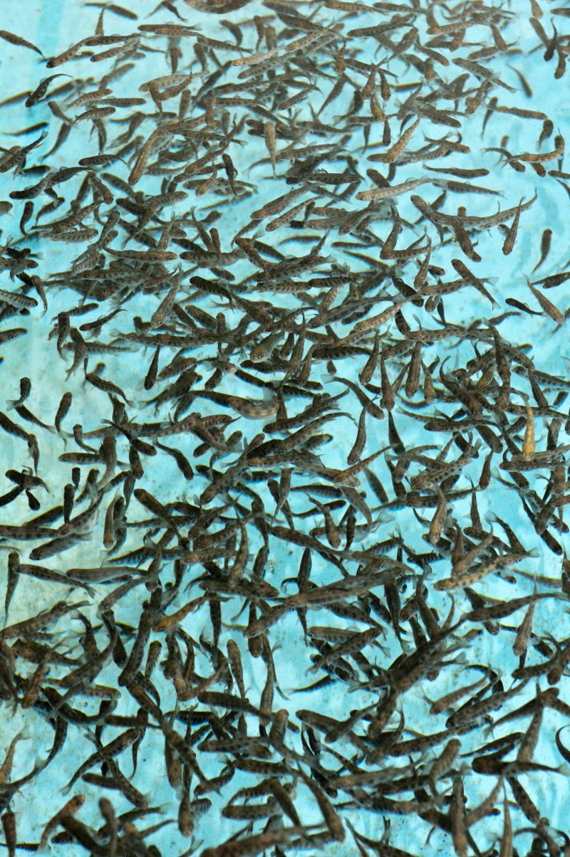 Tilapia raised in Nelson and Pade's closed-loop aquaponics system.