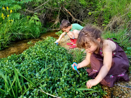 The author’s children, Paavo and Mischa, harvesting watercress