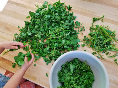 Cleaning watercress - a great job for little hands.