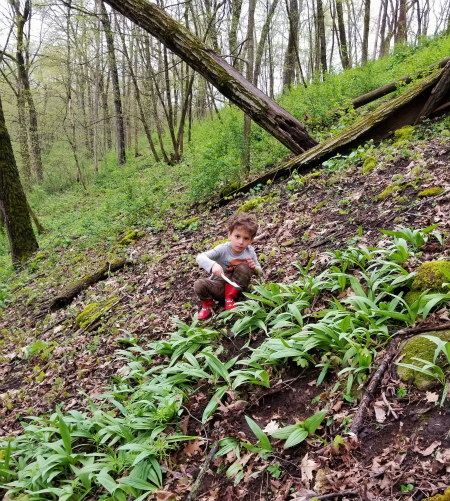 The author's son, Paavo, harvesting ramps in their woods in Blue Mounds.