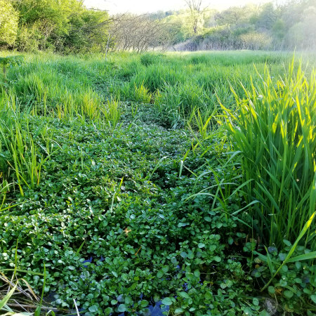 A lush patch of watercress at Cress Spring Bakery.