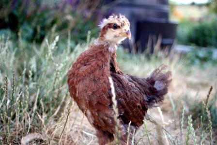 This one-month-old Welsummer hen may be as awkward as a teenager now, but she'll soon be laying eggs like the best of them.