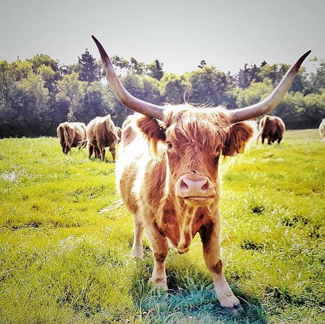 Photo via highlandspringfarm.com