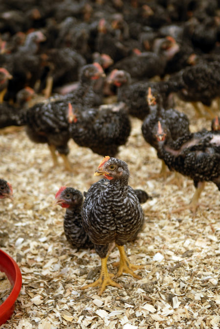 Two small, black and white chickens with red combs and yellow feet, with a flock of chickens of the same color in the background.