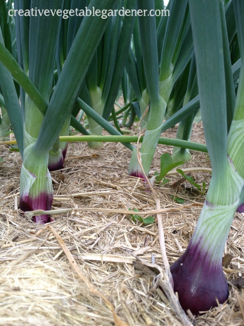 2013-07-03 08.28.46.jpg