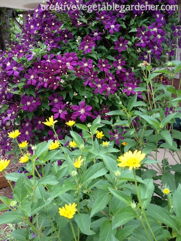 The purple of clematis contrasts well with the yellow of Oxeye Sunflower.