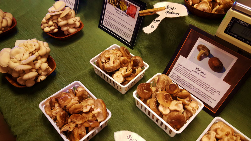 Shiitake and oyster mushrooms at the Herb ‘n Oyster Farm table at the Dane Co. Winter Farmers’ Market.