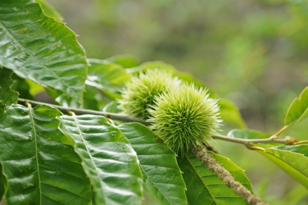 Inside this threatening and slow-composting hull is a flavorful and low-fat chestnut.