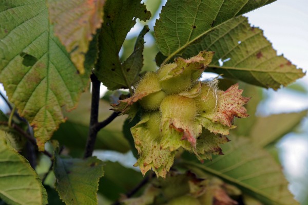 The humble hazelnut hides in a green husk and holds potential as a stable food crop.