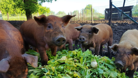 The author's young Red Wattle pigs enjoying fresh garden greens.