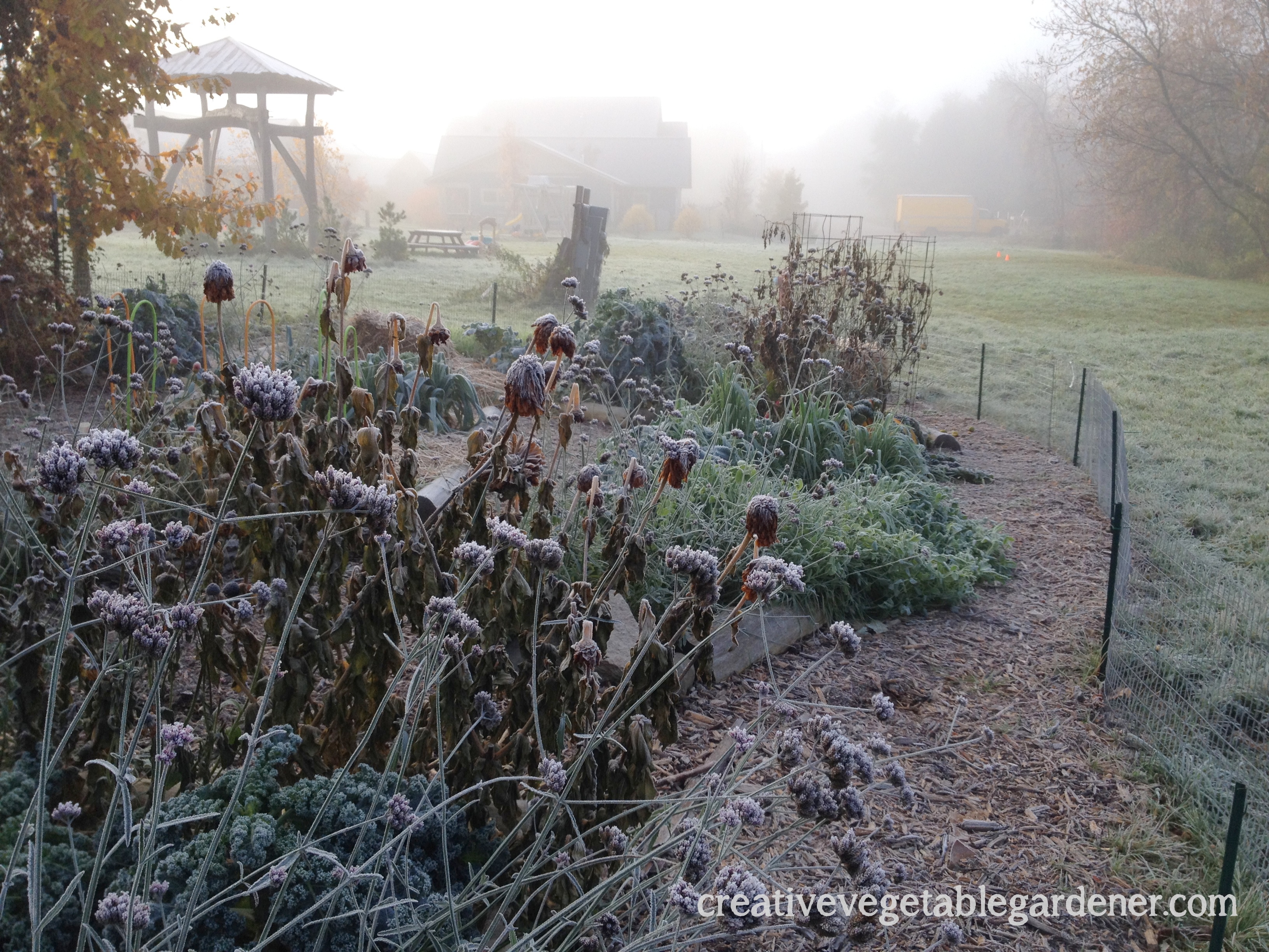 My frosty, misty garden