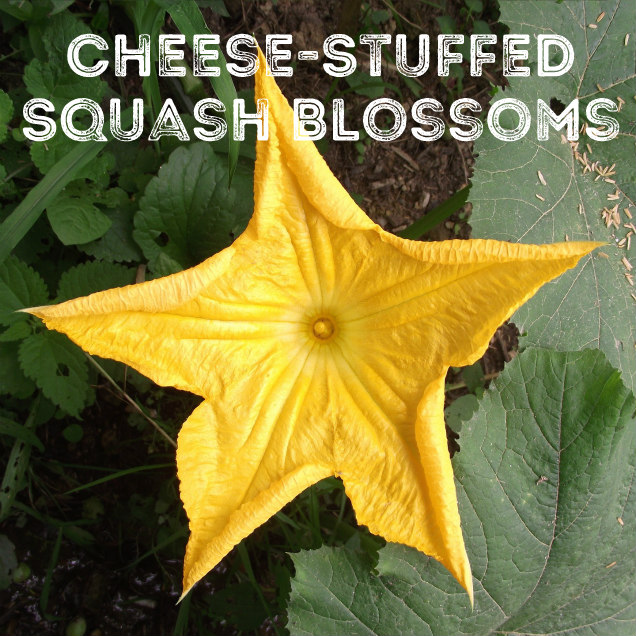 Click for the recipe to Cheese Stuffed Squash Blossoms.