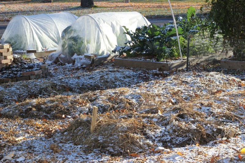 Cover exposed soil and dispose of diseased plants before winter sets in.