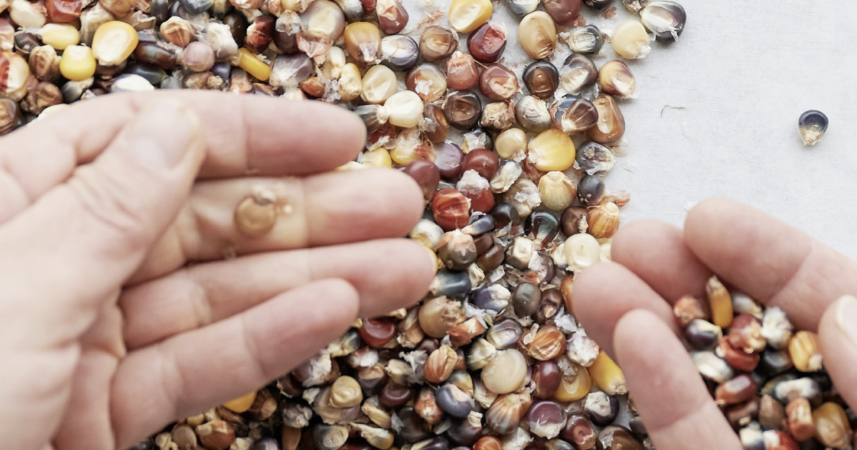 Edible Madison Seed Work Is Slow Work